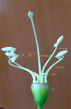  Stamens, staminode and Pistil